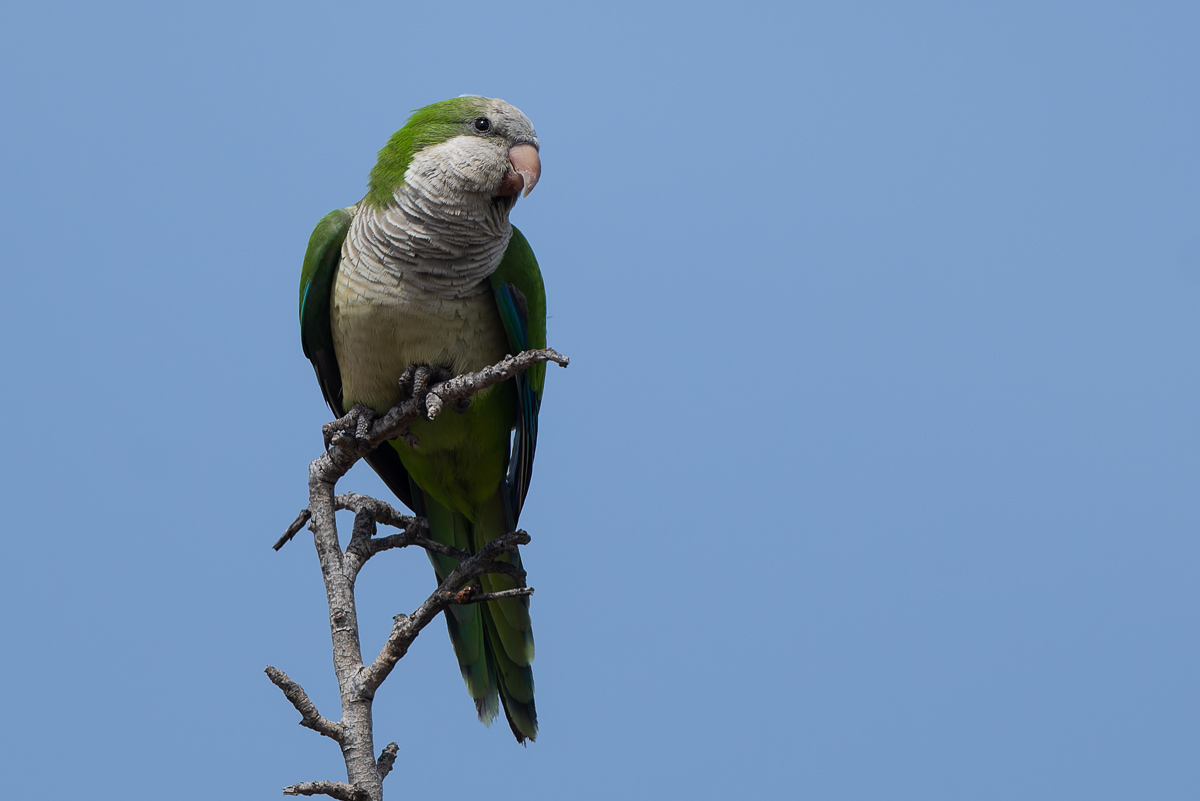 Monniksparkiet (Myiopsitta monachus)